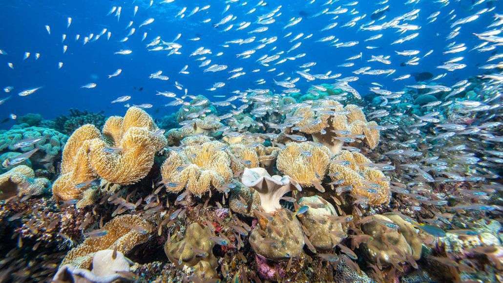 House Reef Guided Snorkel